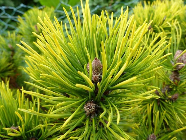 Pušis kalninė ,Ophir' (lot. Pinus mugo) Pušis kalninė ,Ophir' (lot. Pinus mugo)